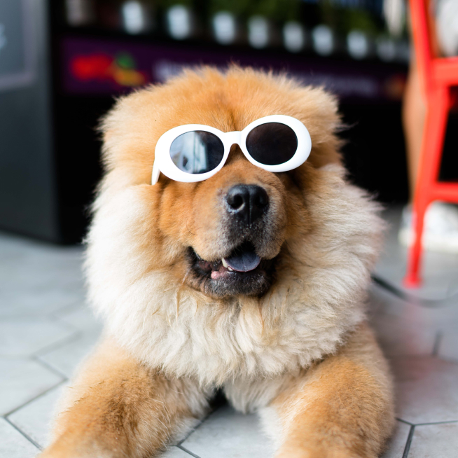 Dog posing in large vintage sunglasses.